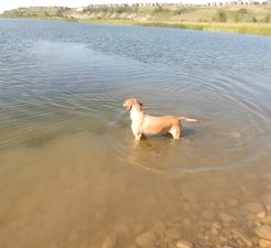 Dog in Water