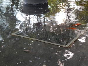 Fish In an Indoor Park