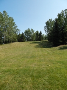 Lawn Trimmed With Trees