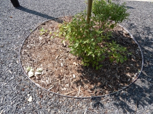 Stones and Mulch Around a Tree
