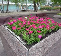 The Downtown Flowers