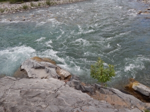 A Plant by a Fast Torrent