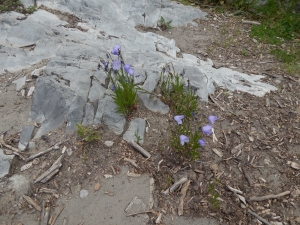 Flowers Growing on a Rock