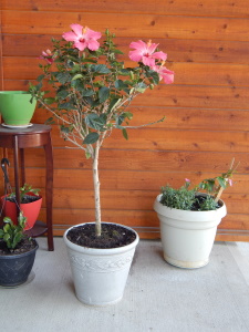 A Hibiscus in a Pot