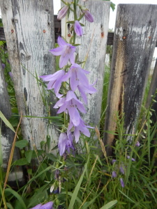 The Beautiful Flowers and an Old Fence