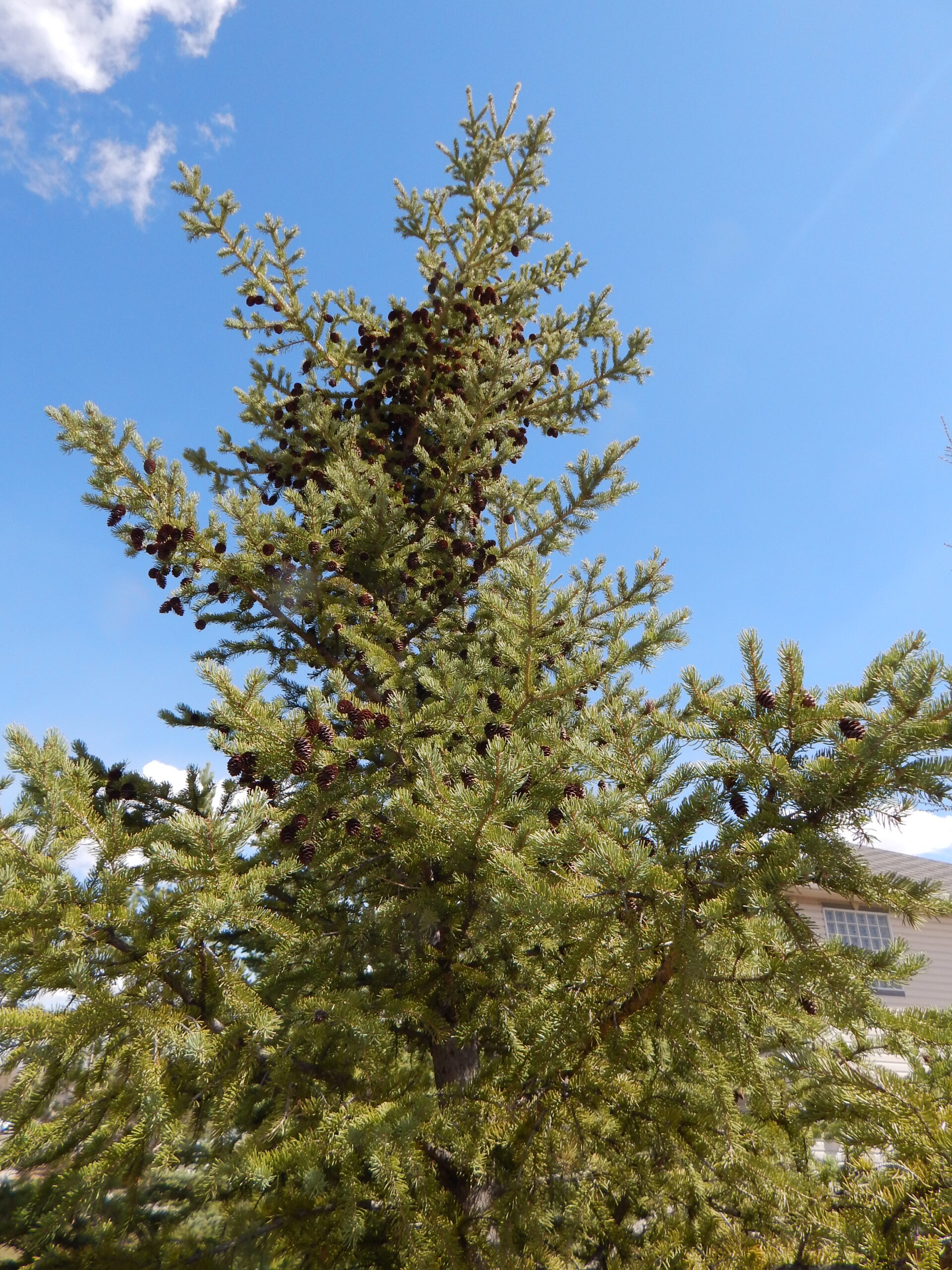 Tamarack Larch (Larix laricina) – Edocation